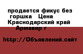 продается фикус без горшка › Цена ­ 500 - Краснодарский край, Армавир г.  »    